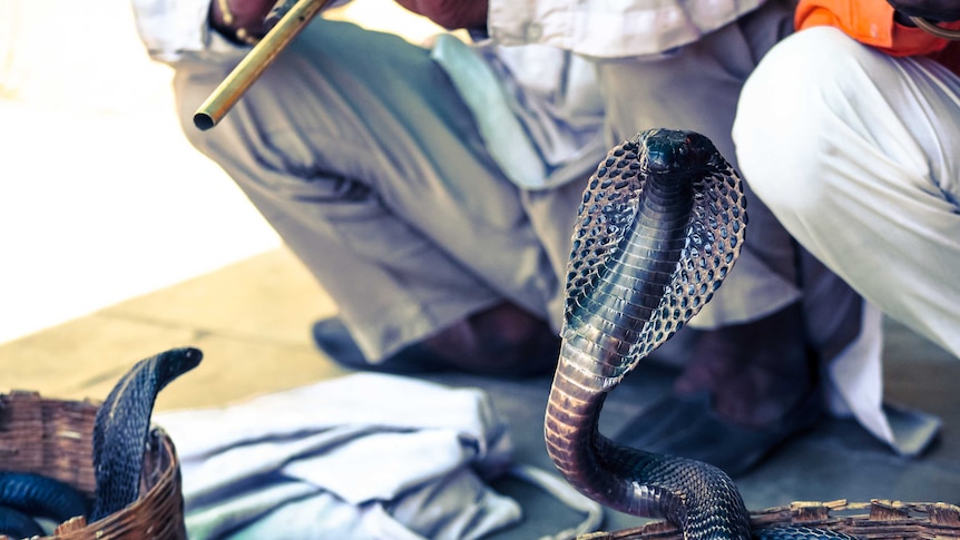 Man plays a flute looking instrument in the background while a cobra rises out of a basket in the foreground.