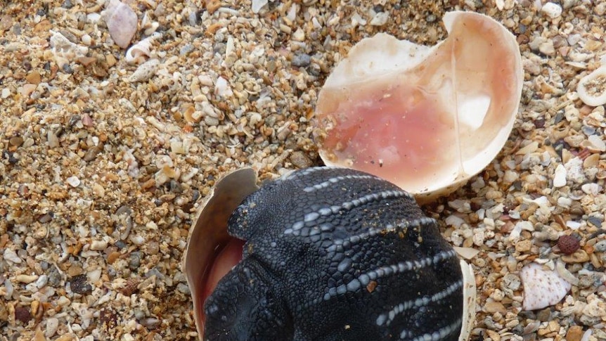 A leatherback turtle hatchling