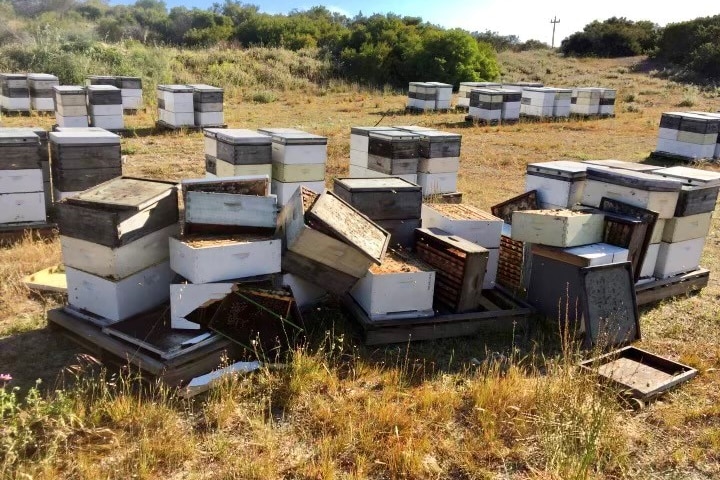 An enclosure with a few damaged beehives