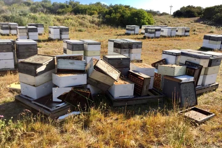 A paddock with some damaged bee hives