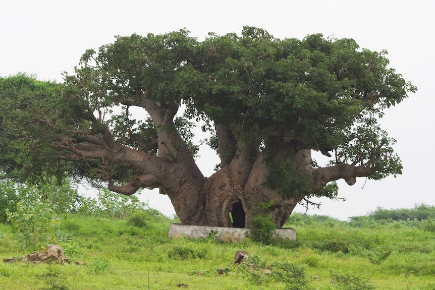 A baobab tree with swollen trunk.