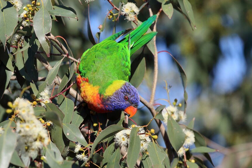A green bird with a blue head and orange and yellow neck hanging on a gum branch. 