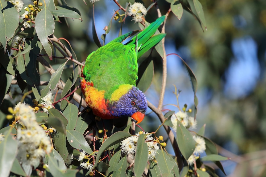A green bird with a blue head and orange and yellow neck hanging on a gum branch. 