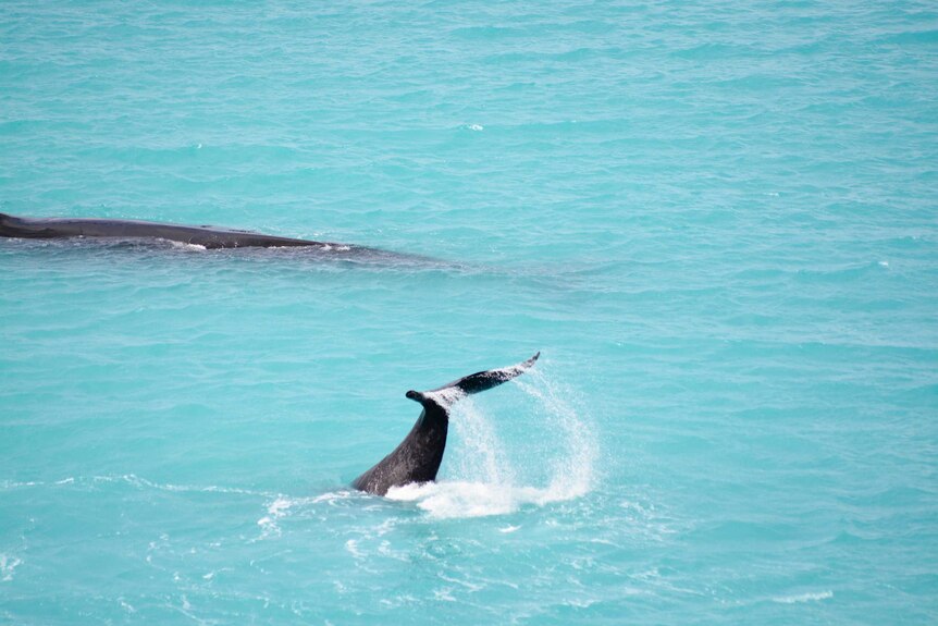 Southern right whales at play.