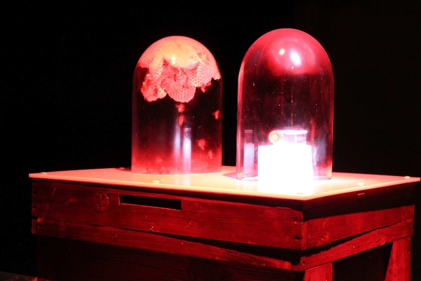 Two red bulbs emerge from a table, with bees and beehive inside the one on the left.