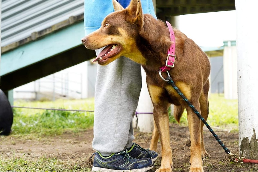 A kelpie stands at a child's feet, tail wagging and tongue flapping.