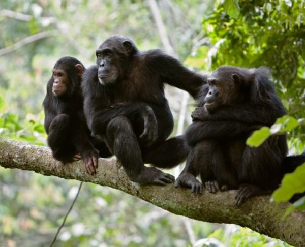Rocky's chimps to get new enclosure - ABC News