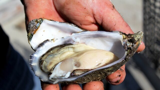 Close-up of a man holding a Pacific oyster.