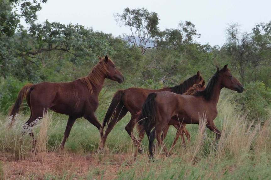 A small group of brown horses run through the bush