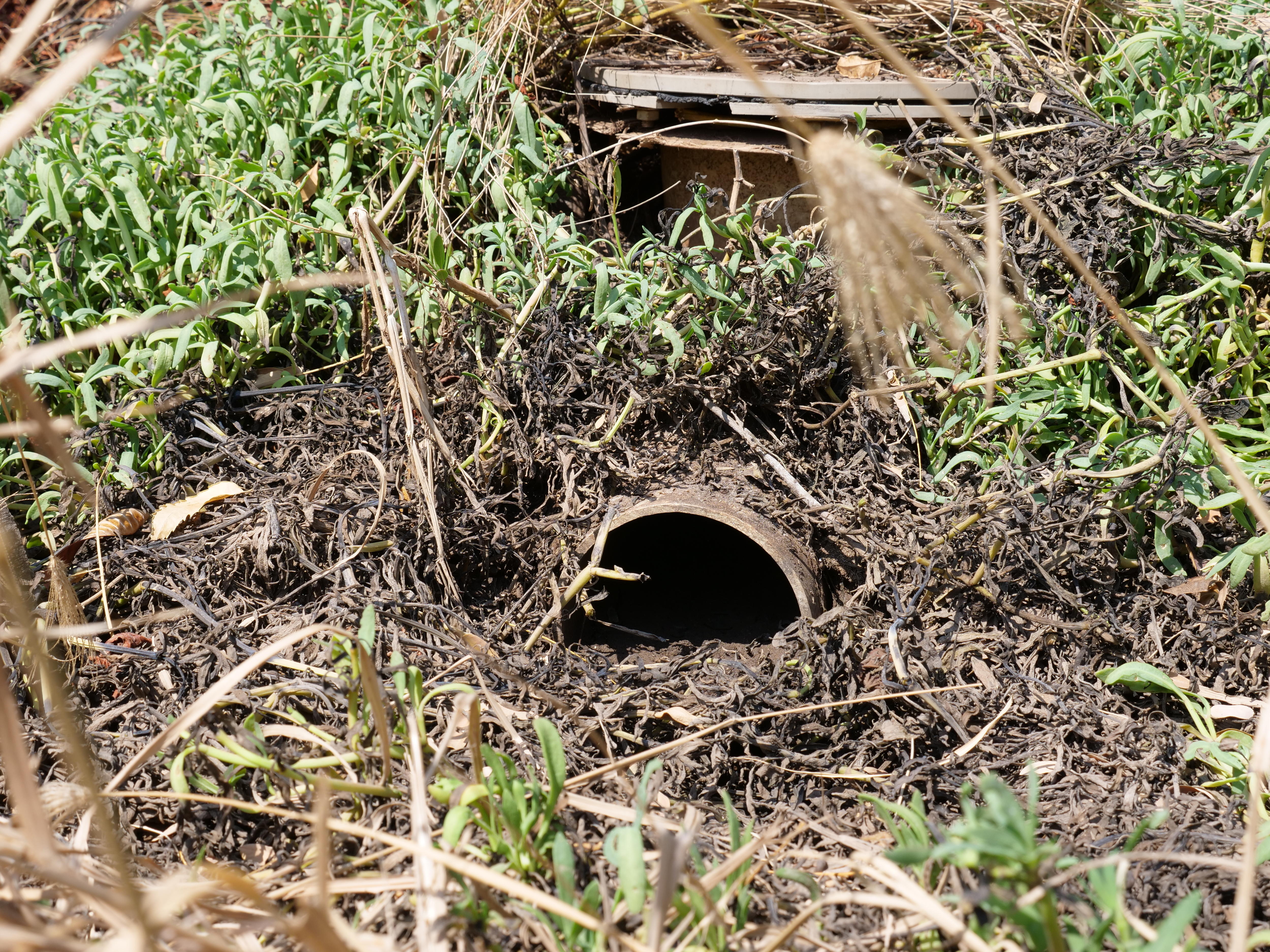 a pipe overgrown and clogged up with grass and mud