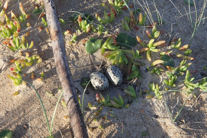 A birds eye shot of a sandy nest with two blue, black and grey spotted eggs sitting in the middle