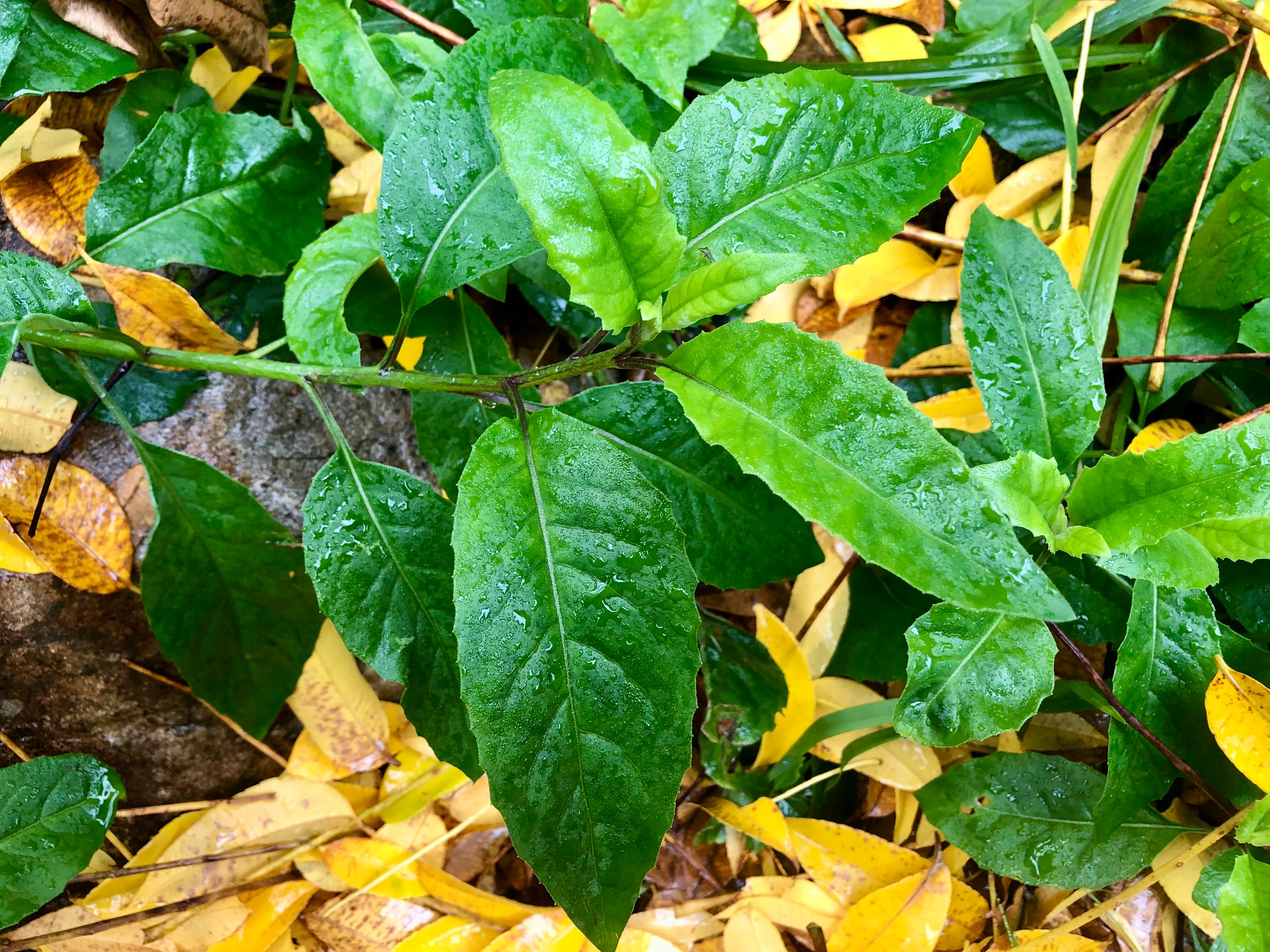 A green leafy plant.