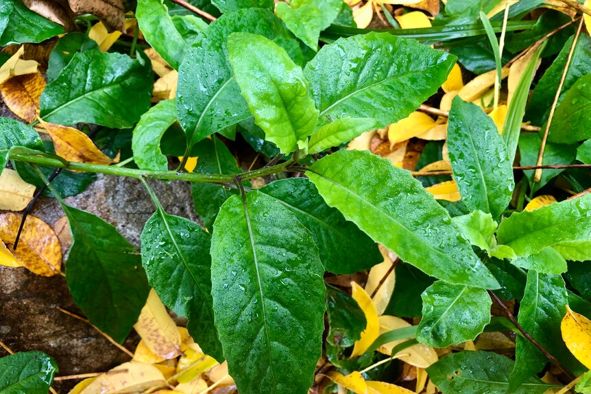 A green leafy plant.