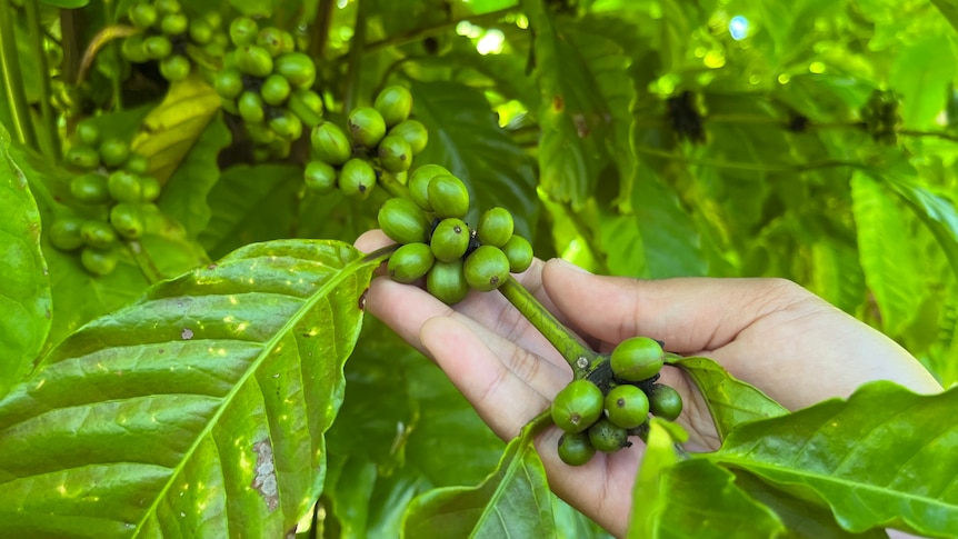 Hands hold coffee cherries on plant