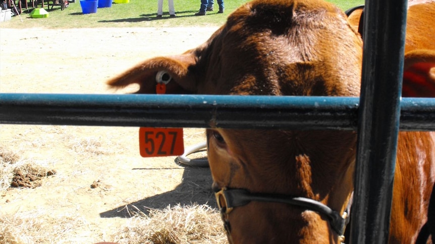 Cattle judging at the Royal Queensland Show