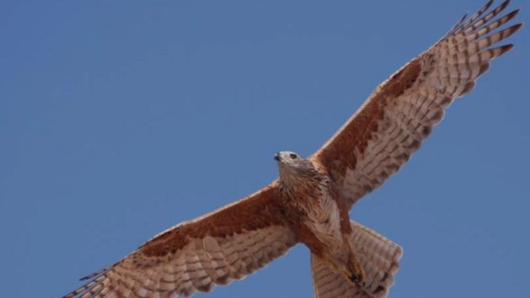 A red and beige bird with a sharp beak soars in blue sky