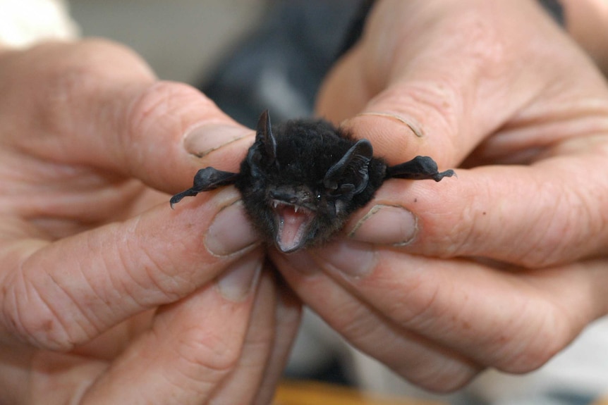 Hands holding a large-eared pied bat.