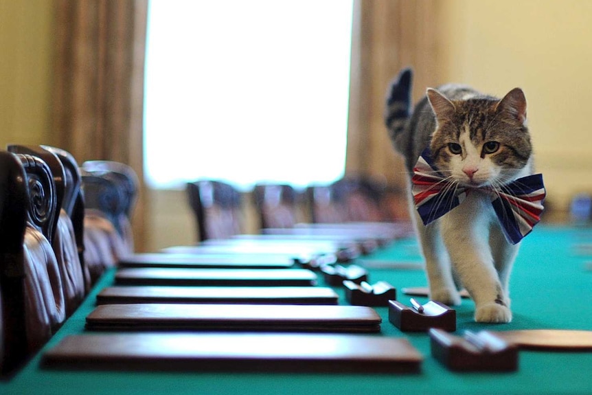 Cat with bowtie