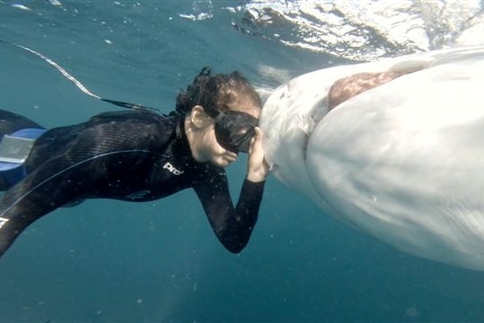 Madison Stewart in the water with a dead tiger shark