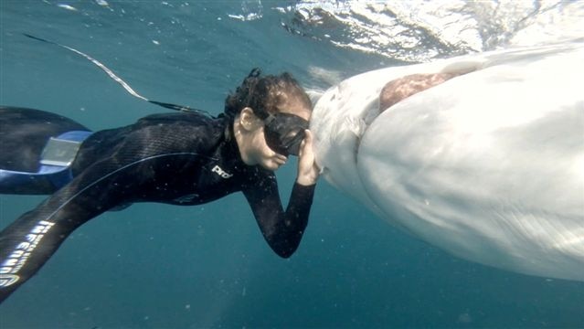 Madison Stewart in the water with a dead tiger shark