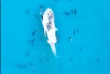 Dead whale in blue waters with sharks surrounding it