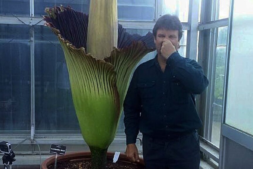 Smelly corpse flower bloom in decline in Adelaide, Cairns flowering ...