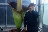 Matt Coulter holds his nose next to corpse flower
