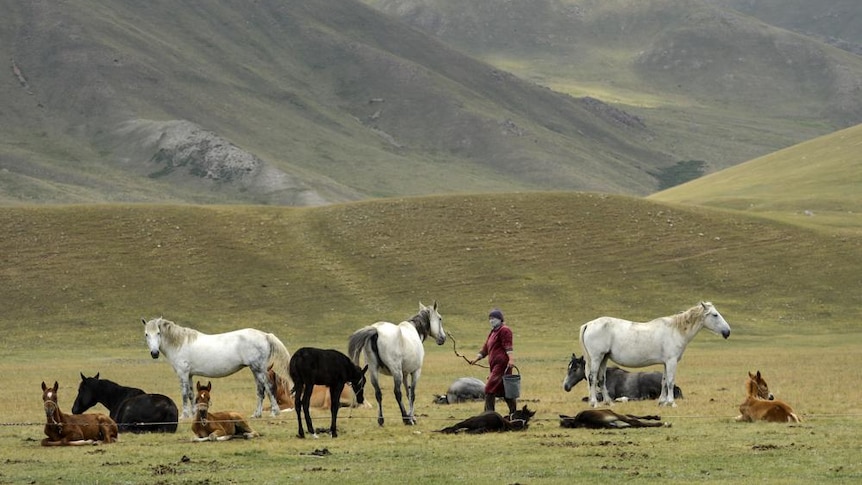 A woman milks a horse in a mountain pasture