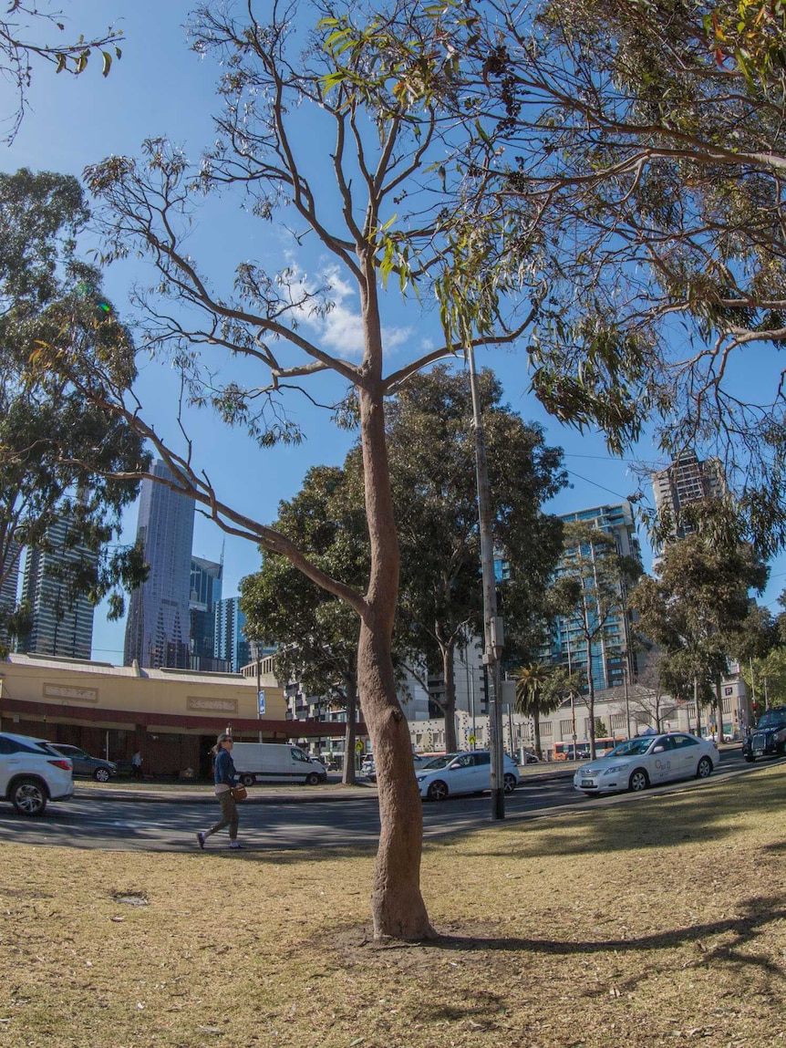 A tree grows in parkland, with the Melbourne skyline in the background.