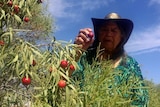 An indigenous woman picks red quandongs from a tree.