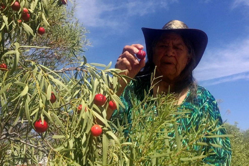 An indigenous woman picks red quandongs from a tree.