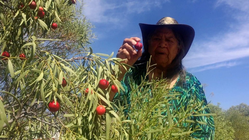 An indigenous woman picks red quandongs from a tree.
