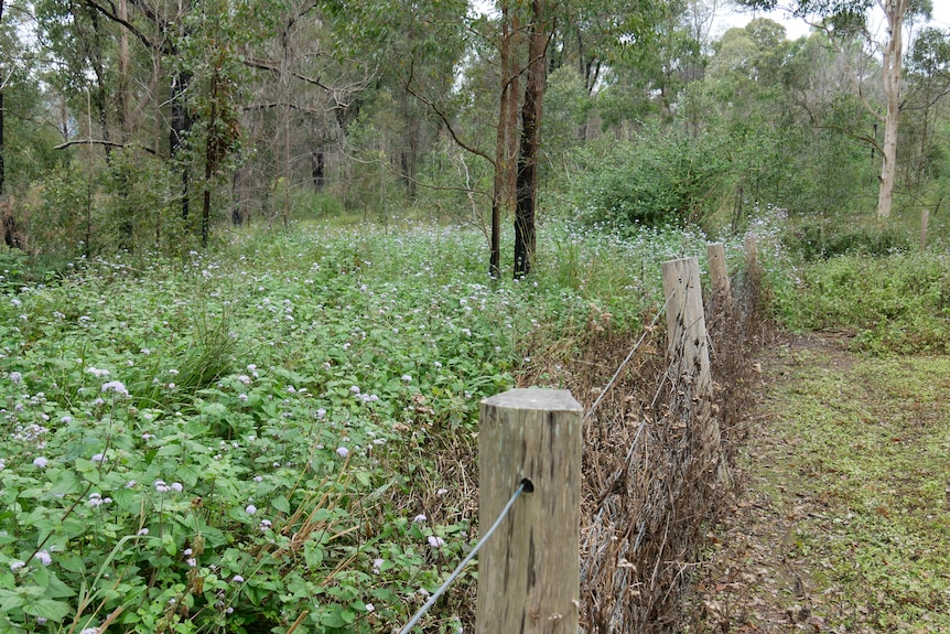Over a wire fence is a paddock filled with bush with purple flowers.
