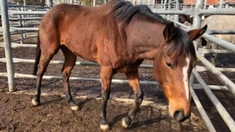 A horse stands in sale yards with a number written on its side.