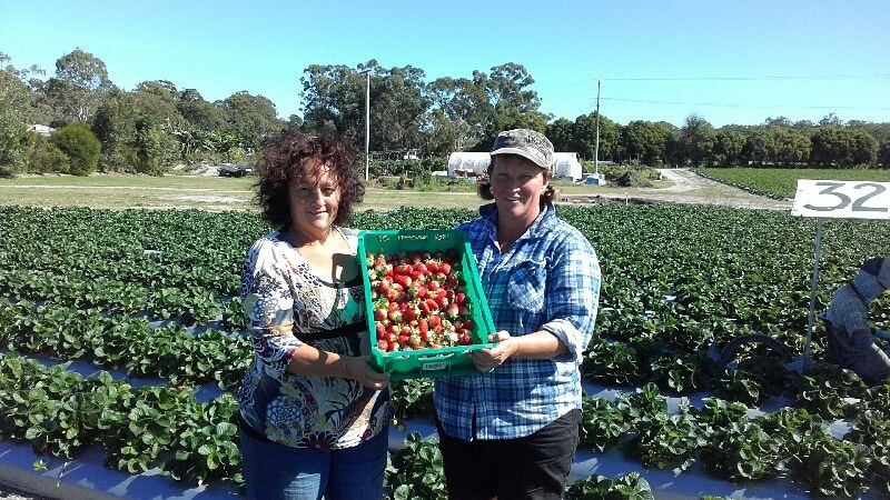 Jody Ciantar and her sister Di West holding a tray of strawberries in the field