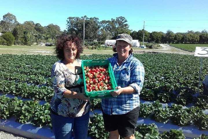 Jody Ciantar and her sister Di West holding a tray of strawberries in the field