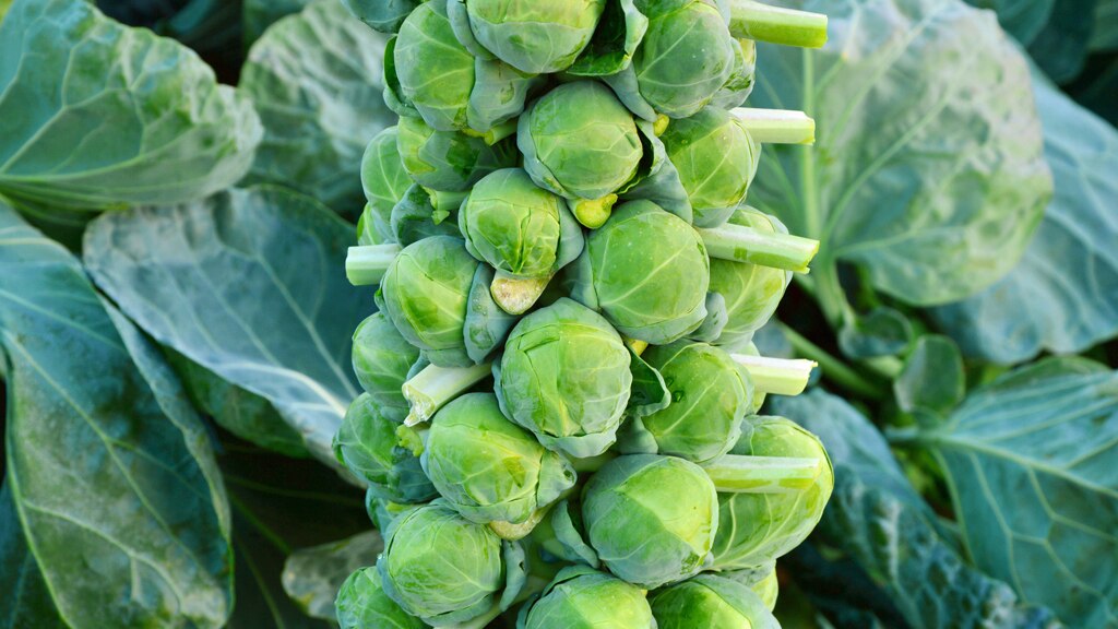 Brussels Sprouts - Gardening Australia