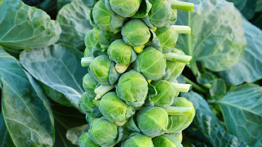 Brussels sprouts plant.