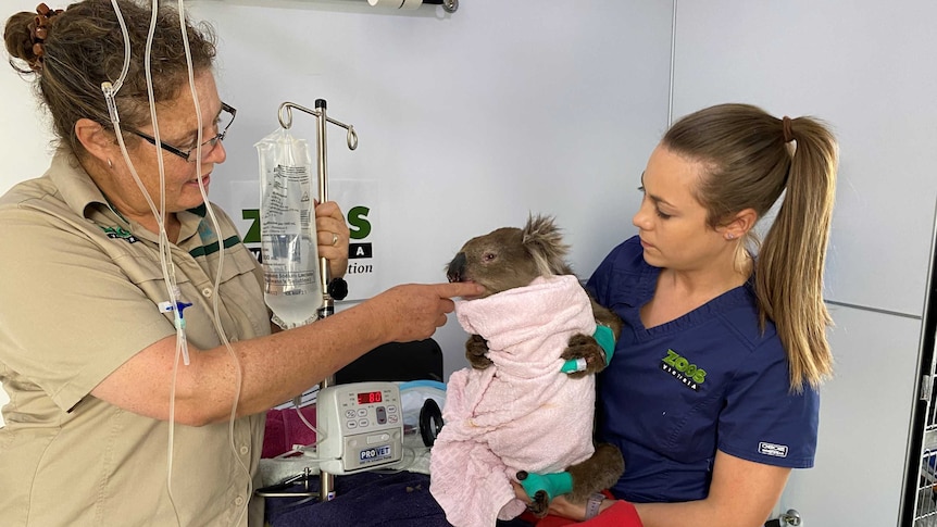 A vet and a nurse hold and treat a koala. The koala is wrapped in a pink blanket and has green bandages on its paws.