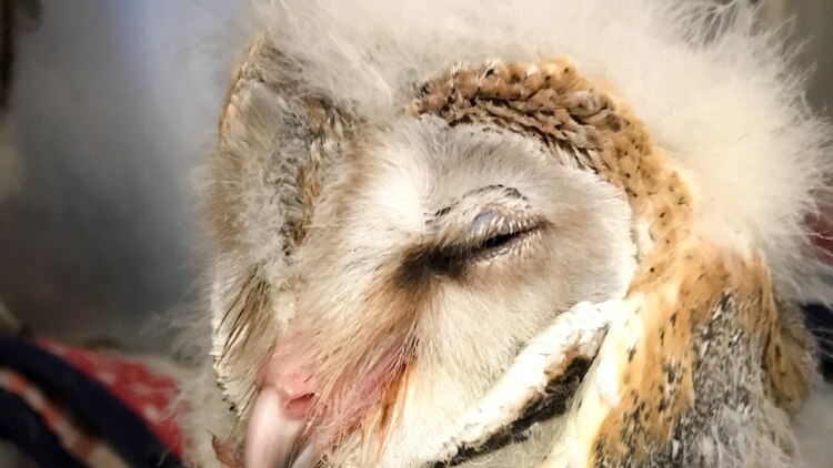 One of the owls in recovery