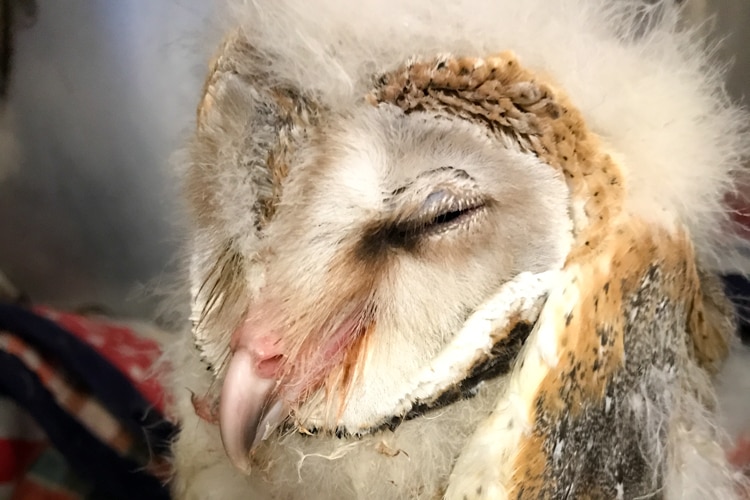 One of the owls in recovery