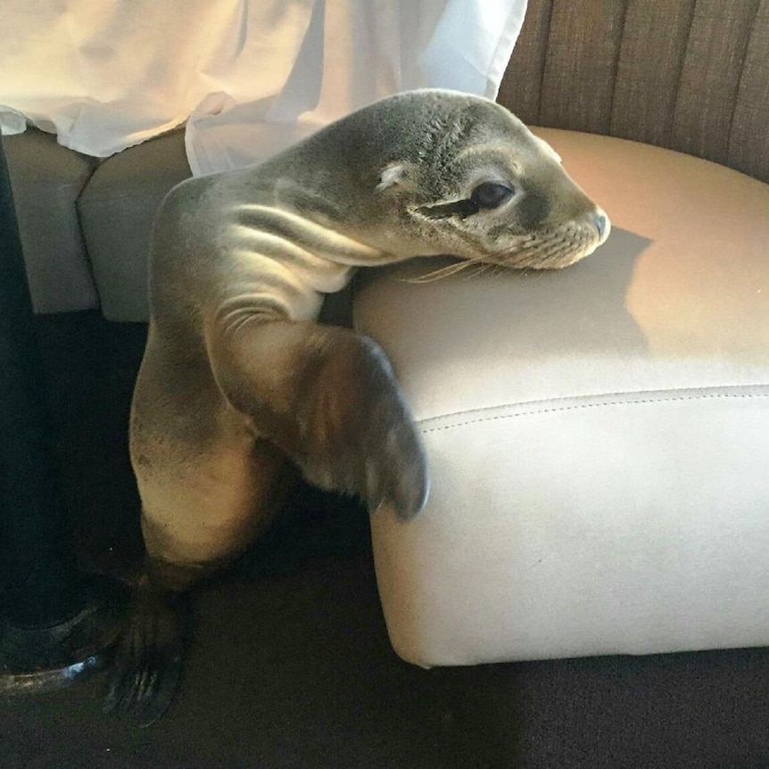 Sea lion pup waiting for a feed