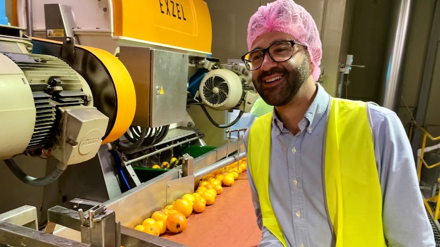 man wears hair net, smiles as he watches oranges on machine