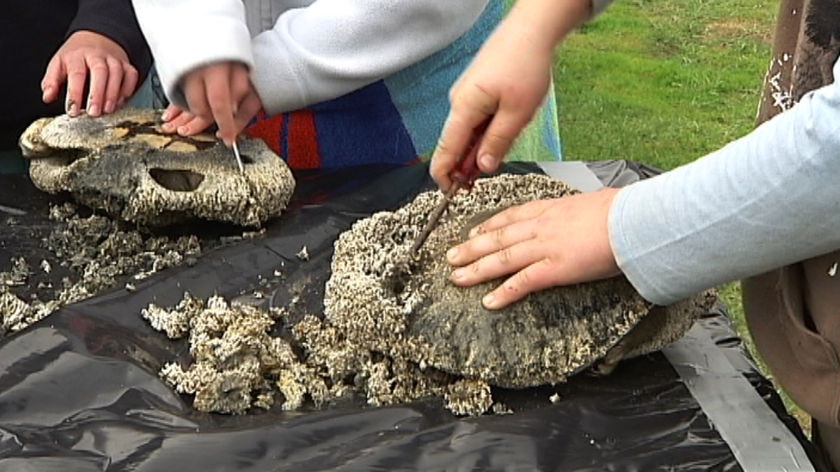 Volunteers remove parasites from the shells of tortoises