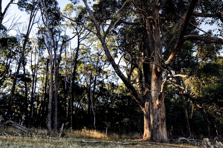 Light flickers across tall trees in the bush outside of Lancefield.