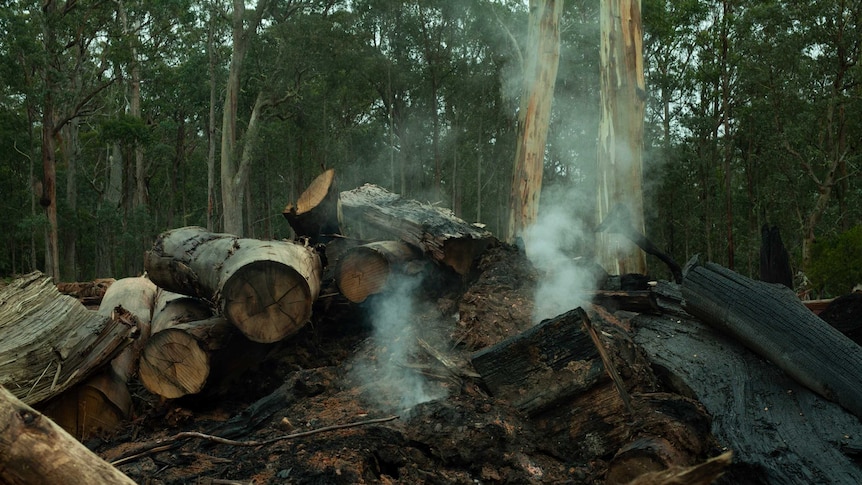 A pile of cut up trees smoulder after logging and burning activity moved through an area of East Gippsland.
