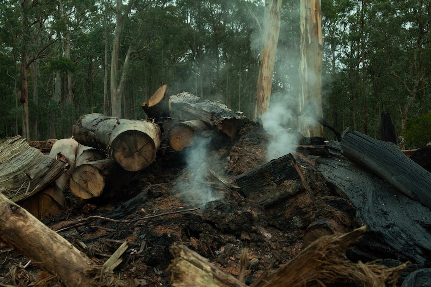 A pile of cut up trees smoulder after logging and burning activity moved through an area of East Gippsland.