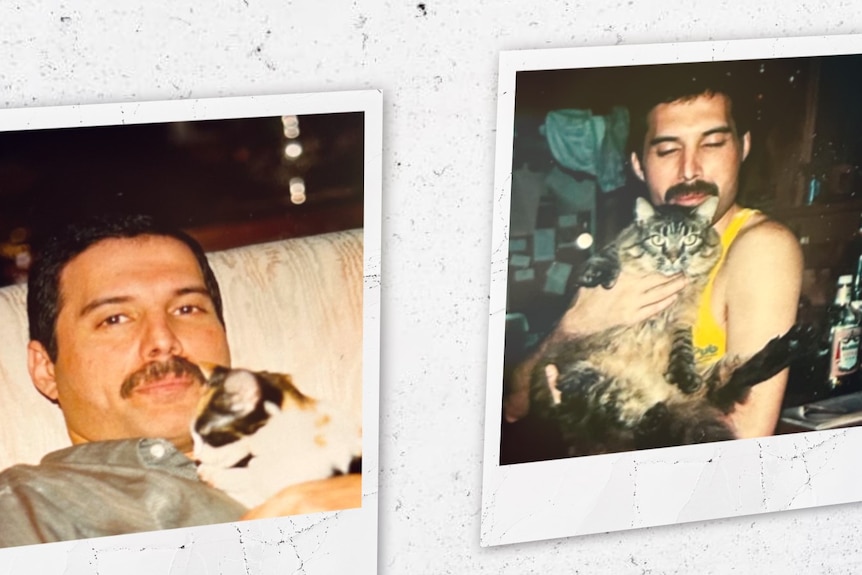 Two photos of a man holding a cat