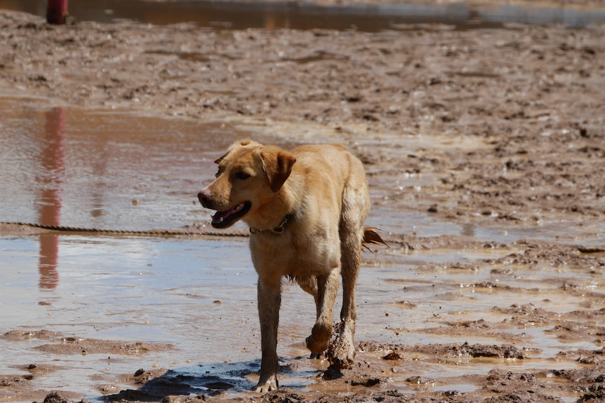 A tan colored dog walking in the mud.
