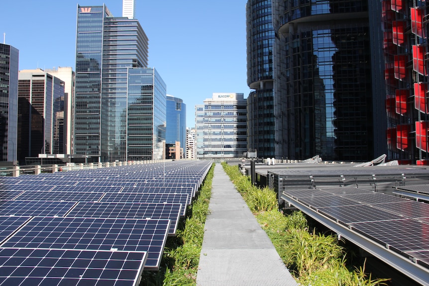 Solar panels with plants growing underneath on a city rooftop 